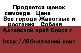 Продается щенок самоеда › Цена ­ 15 000 - Все города Животные и растения » Собаки   . Алтайский край,Бийск г.